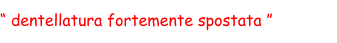 “ dentellatura fortemente spostata ”