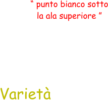 “ punto bianco sotto la ala superiore ” Varietà