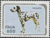 Dalmata, policromo.