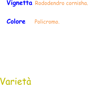 Varietà Vignetta Rododendro cornisha. Colore     Policromo.