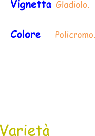 Varietà Vignetta Gladiolo. Colore     Policromo.